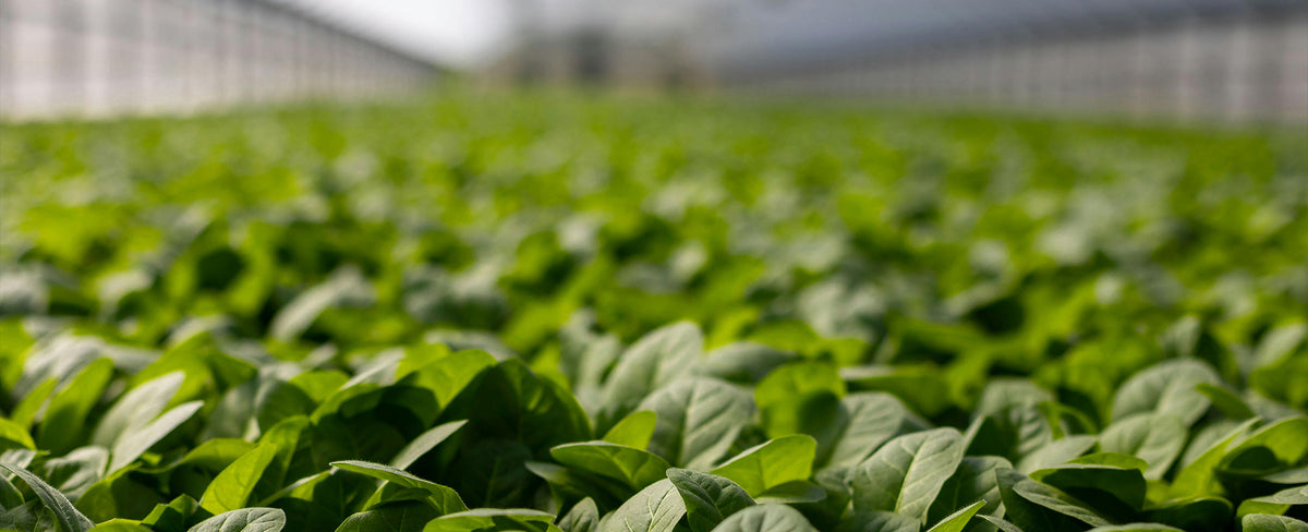 Contact Us – Paramount Seeds Inc