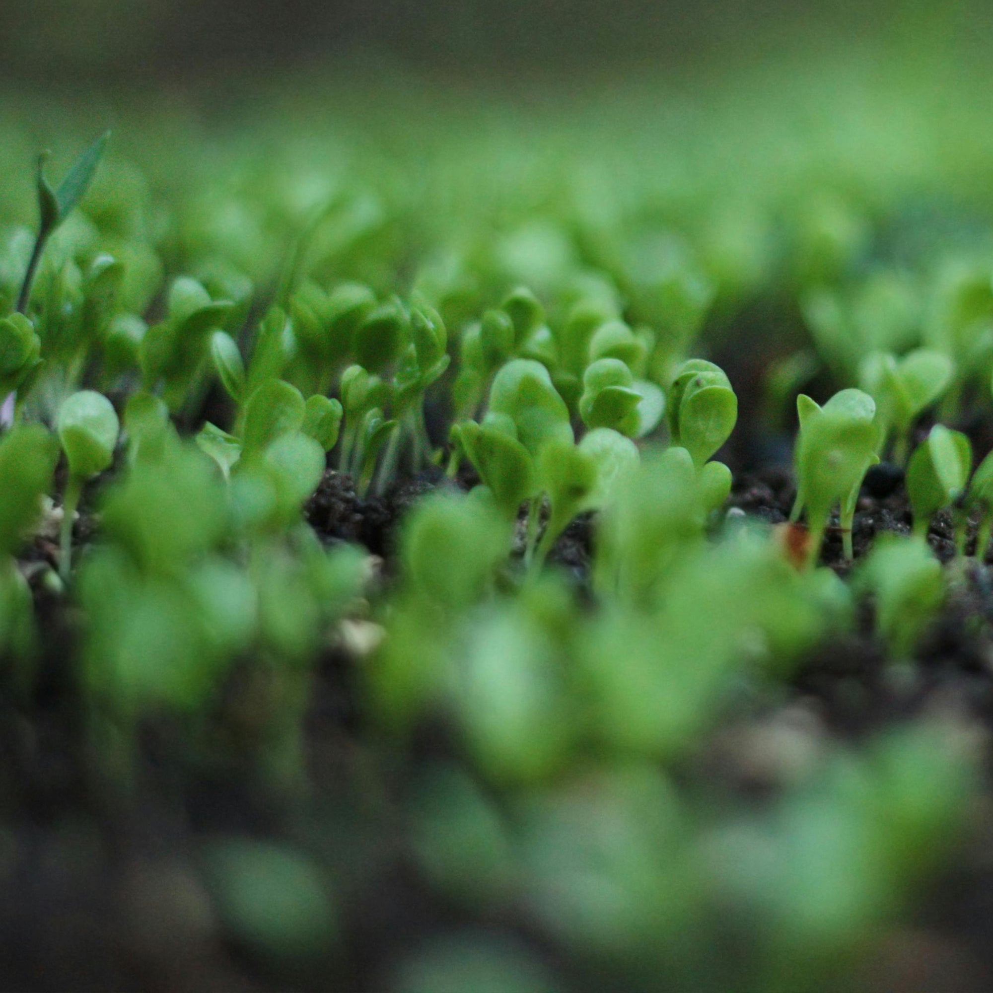 About Us – Paramount Seeds Inc