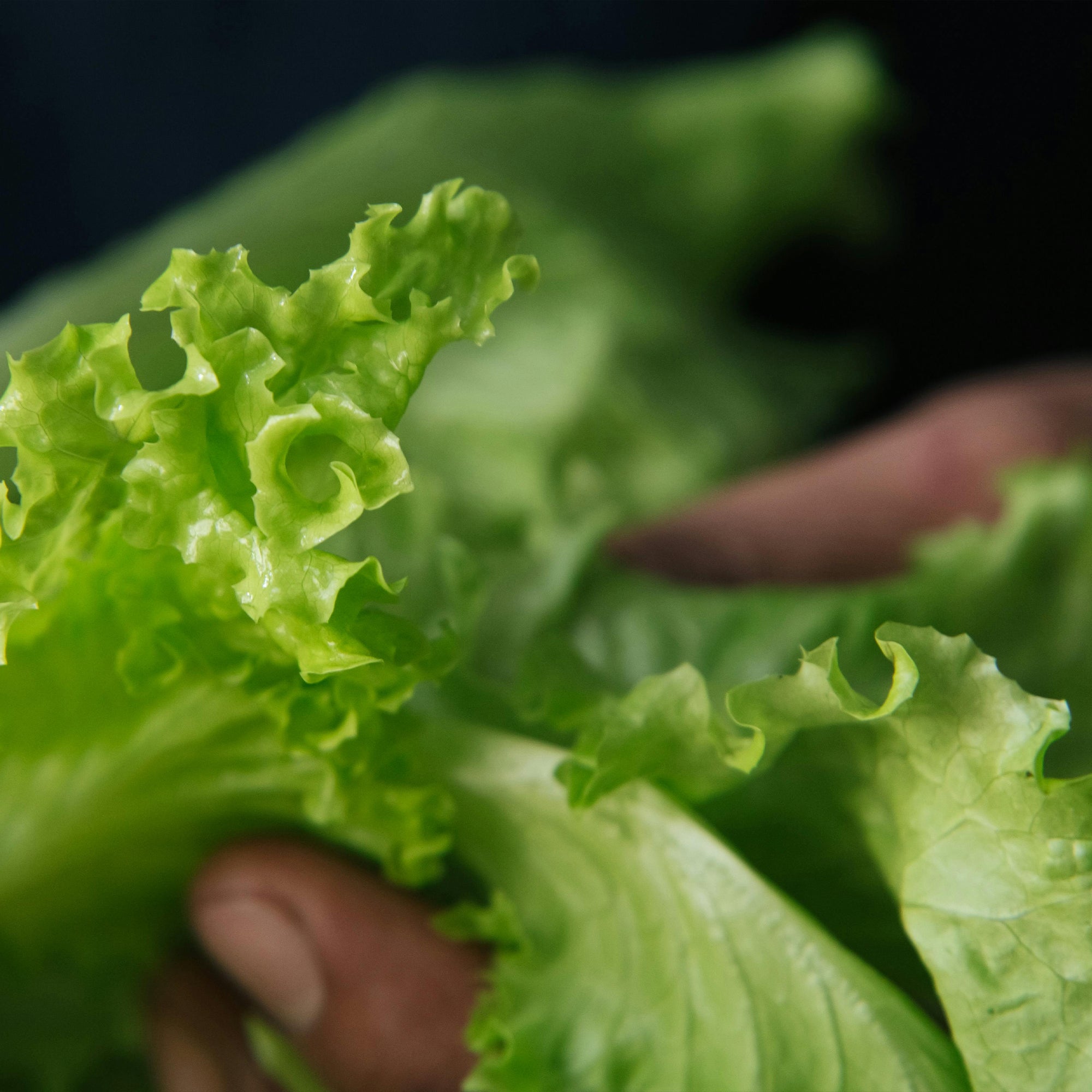 About Us – Paramount Seeds Inc