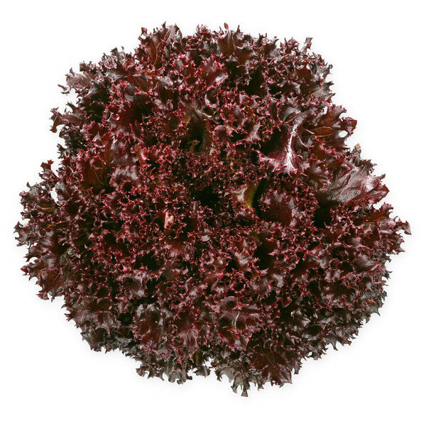 Scamander F1  Crystal Lettuce (RZ CL5001) Pelleted seed