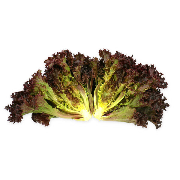 Scamander F1 Crystal Lettuce (RZ CL5001) Pelleted seed | Paramount ...
