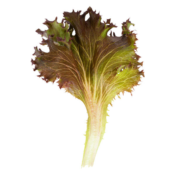 Scamander F1  Crystal Lettuce (RZ CL5001) Pelleted seed