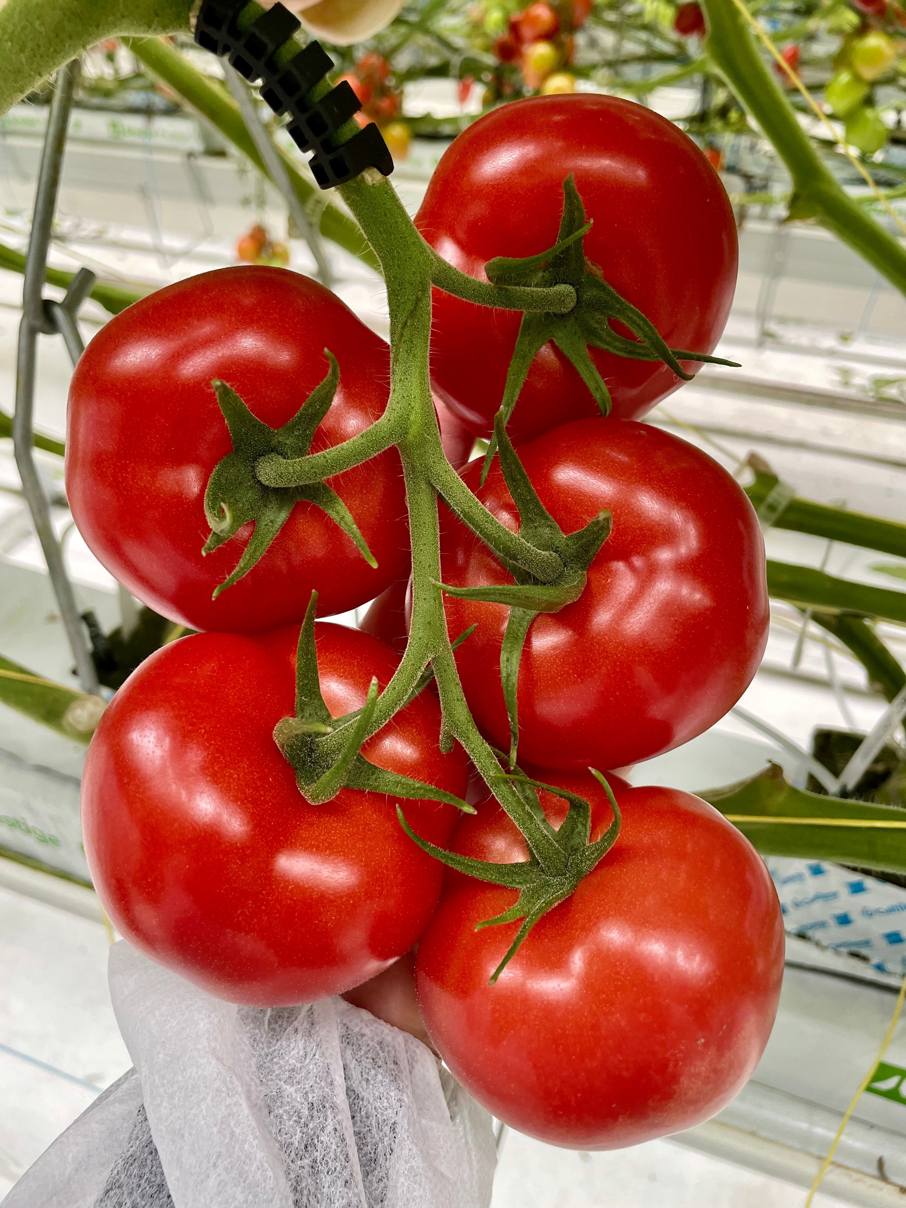 Serenity (DRTH1053) F1 Truss Tomato ToBRFV – Paramount Seeds Inc
