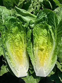 Solid King EL Romaine F1 (Untreated, pelleted seed) – Paramount Seeds Inc