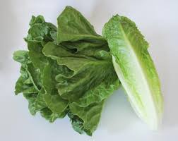 Sparx F1 Romaine Lettuce, pelleted seed