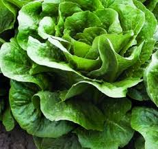 Sparx F1 Romaine Lettuce, pelleted seed
