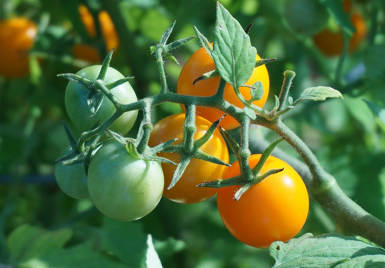 Sun Gold F1 Cherry Tomato