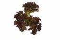 Sungari F1 Crystal Lettuce (RZ 44-CL5535) Pelleted seed