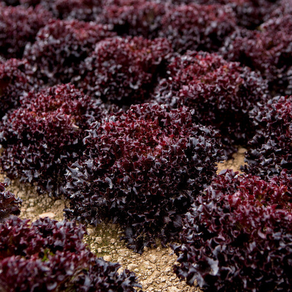 Sungari F1 Crystal Lettuce (RZ 44-CL5535) Pelleted seed