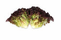 Sungari F1 Crystal Lettuce (RZ 44-CL5535) Pelleted seed