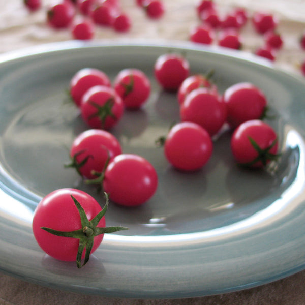 Sweet Treats F1 Cherry Tomato