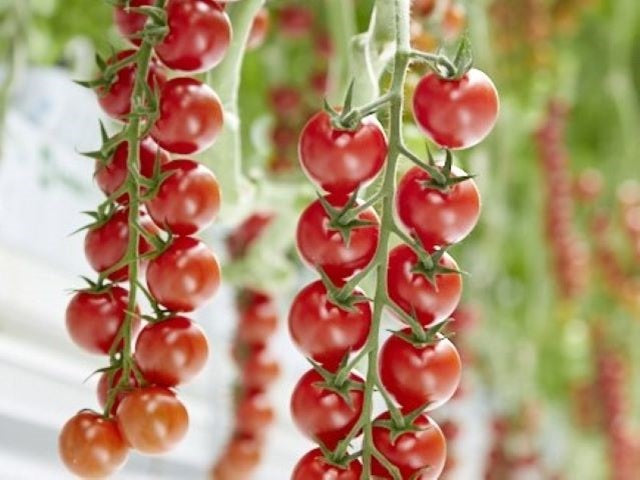 Tomagino Seram F1 Cherry Tomato