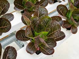 Tupelo F1 Mini Romaine Lettuce, pelleted seed