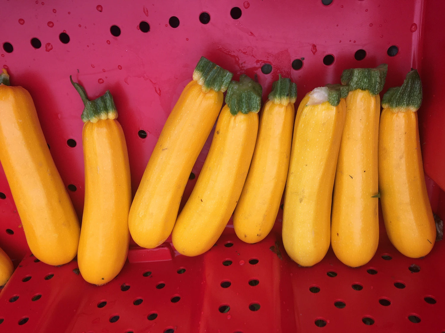 Squash Yellowfin  F1 (Treated seed)