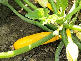 Squash Yellowfin  F1 (Treated seed)