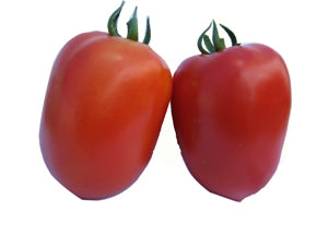 Galilea F1 Roma Tomato