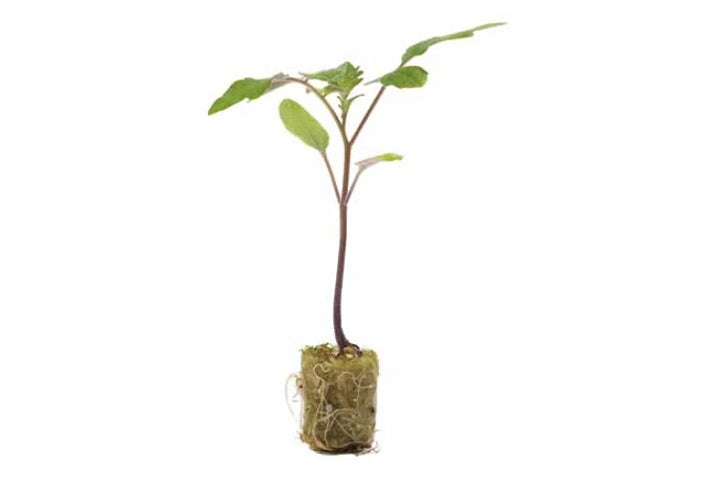 Maxifort F1 Tomato Rootstock (Non-pelleted)