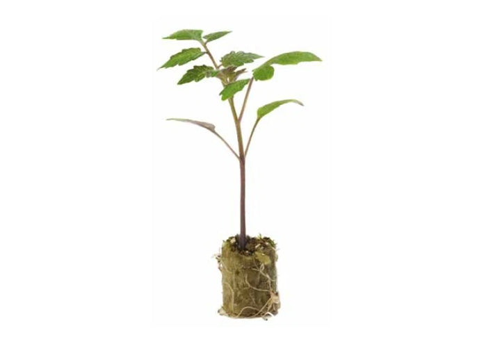 Maxifort F1 Tomato Rootstock (Pelleted Seed)