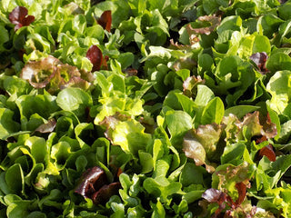 Mesclun Gourmet Greens Mix (Non-Pelleted)