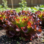Tango Red Lettuce Garden