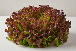 Tango Red Lettuce