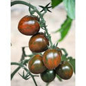 Cocoa Brown F1 Cherry Tomato
