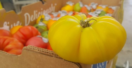 24 Karat Beefsteak Tomato Seed