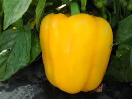 Abay F1 Yellow Bell Pepper