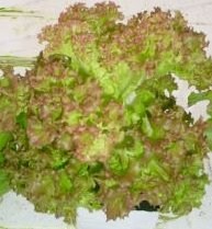 Lettuce Amandine