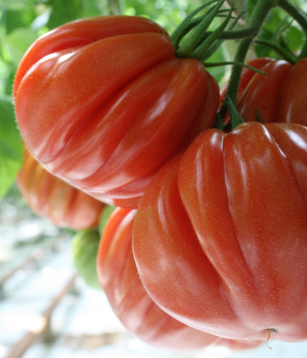 Aurea F1 Heirloom type Tomato