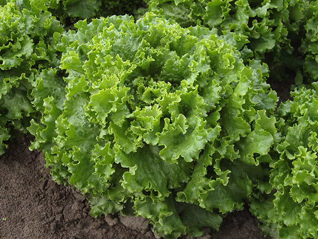 Bergam's Green Leaf Lettuce (Non-pelleted)