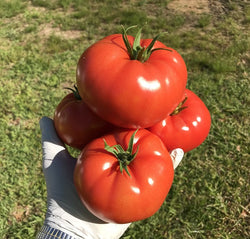 Bigdena F1 Beefsteak Tomato