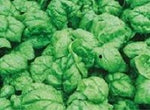 Spinach - Bloomsdale
