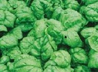 Spinach - Bloomsdale