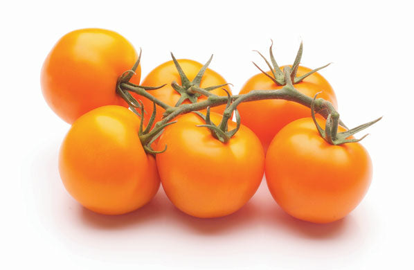 Bolzano F1 Truss Tomato