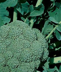 Broccoli - Waltham 29