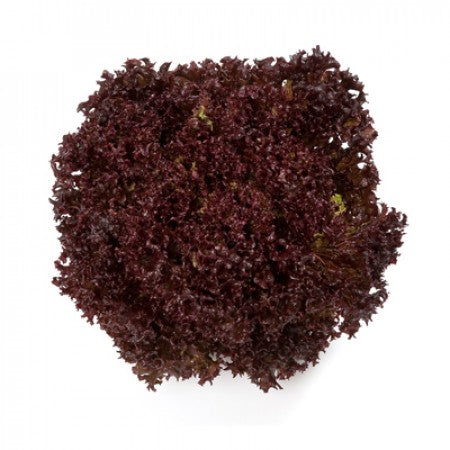 Carmesi F1 Lollo Rossa Lettuce, pelleted seed
