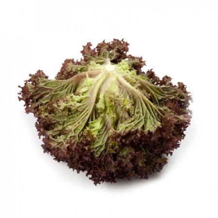 Carmesi F1 Lollo Rossa Lettuce, pelleted seed