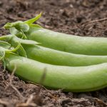 Cascadia Snap Pea