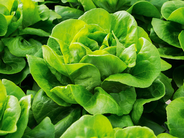 Casey F1 Butterhead Lettuce, pelleted seed