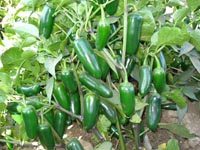 Centella Jalapeno Pepper