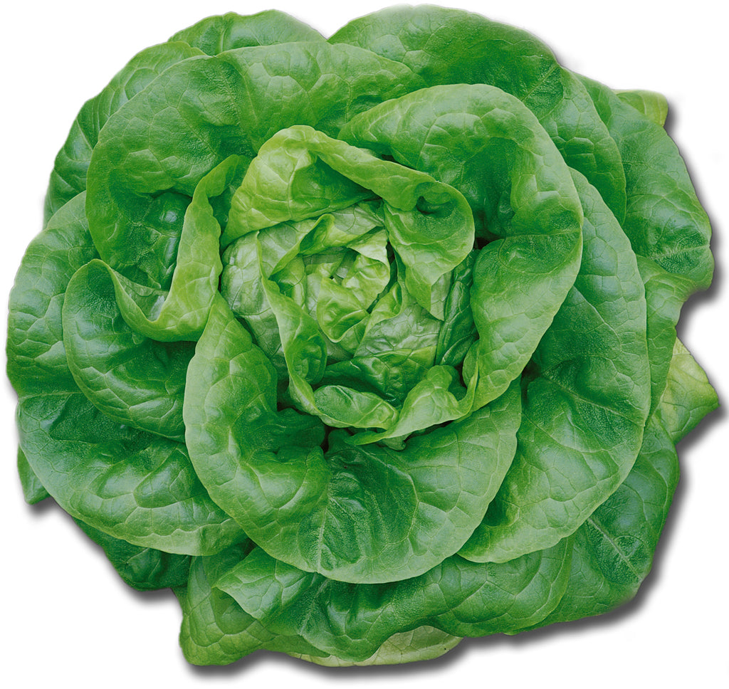 Laurel F1 Butterhead Lettuce, pelleted seed Paramount Seeds Inc