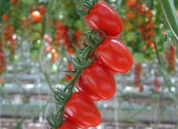 Tomato Felicity (TY)