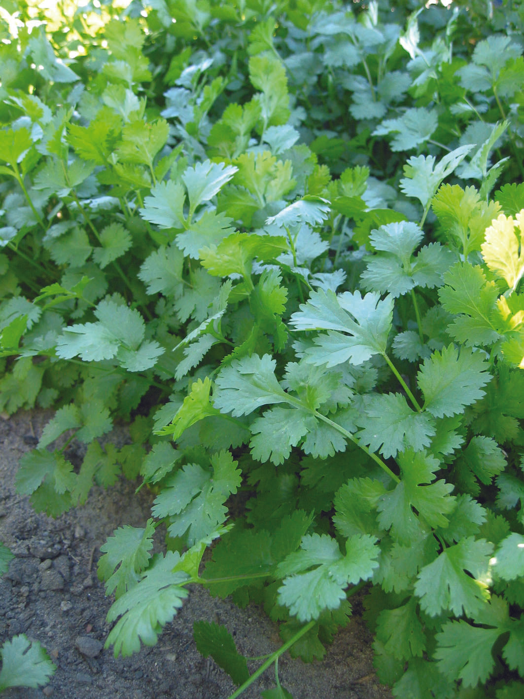 Coriander / Cilantro