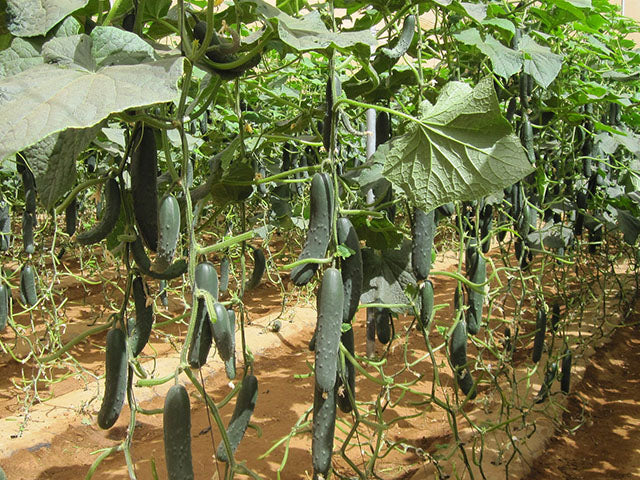 Corinto F1  Slicer Cucumber (Treated seed)