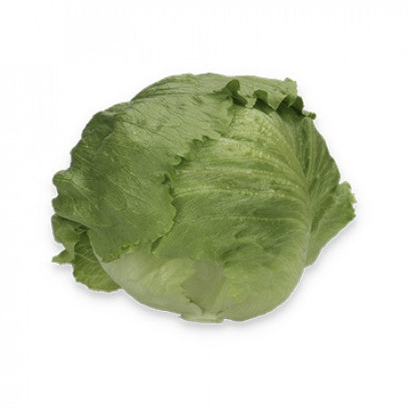 Corvinas F1 Iceberg Lettuce, pelleted seed