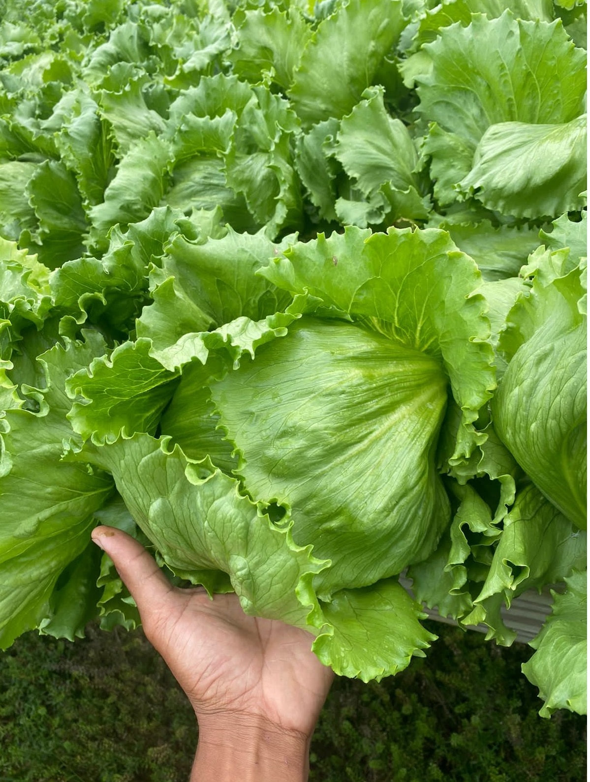 Corvinas F1 Iceberg Lettuce, pelleted seed