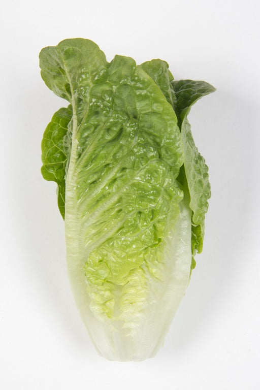Cosbee F1 Romaine Lettuce, pelleted seed