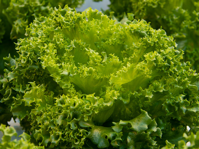 Multileaf Lettuce Seeds by Paramount Seeds – Paramount Seeds Inc