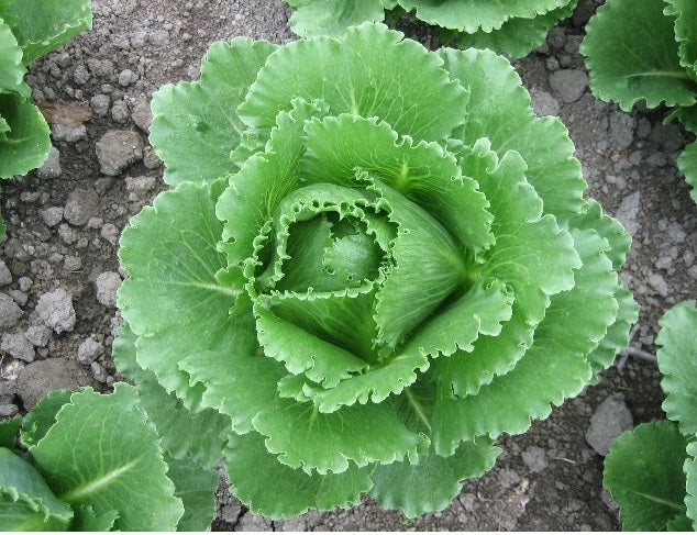 Crispol F1 Romaine-Iceberg Lettuce, pelleted seed